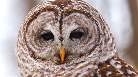 Barred owl noise. Things To Know About Barred owl noise. 